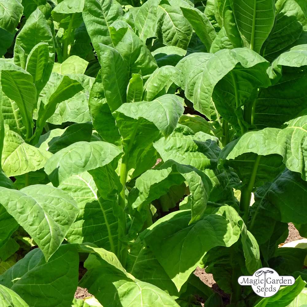 Havanna-Tabak-(Nicotiana-tabacum)