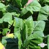 Tabac-Perique-(Nicotiana-tabacum) Dunkelgrüne Tabakpflanze in der Mittagssonne