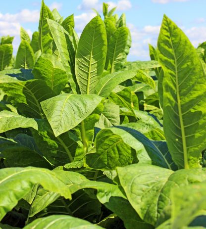Tabakpflanze in der Mittagssonne Tabakpflanzen auf einem Feld