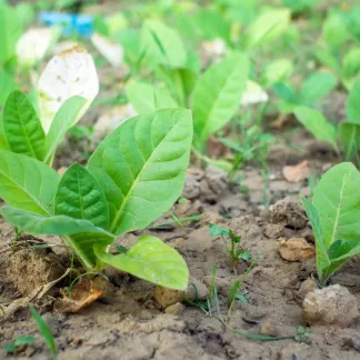 Ein Feld voller junger Orient Tabakpflanzen kurz nach einem Regen