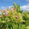 Tabakblüte in der Mittagssonne. Im Hintergrund sind hoch gewachsene Tabakpflanzen