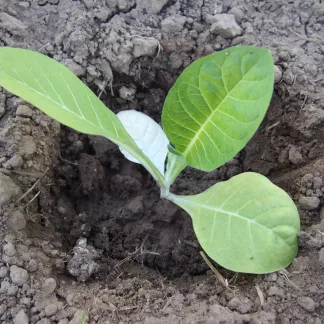 Frisch gegossene Kentucky Tabakpflanze im Garten