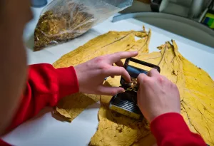 Tabakpflanze nach der Ernte - Aus den Tabakblättern wird Tabak
