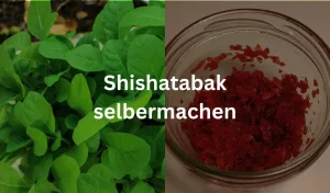 Die linke Hälfte des Bildes ist gefüllt mit jungen Tabakpflanzen und die rechte Hälfte mit fertigen Shisha-Tabak