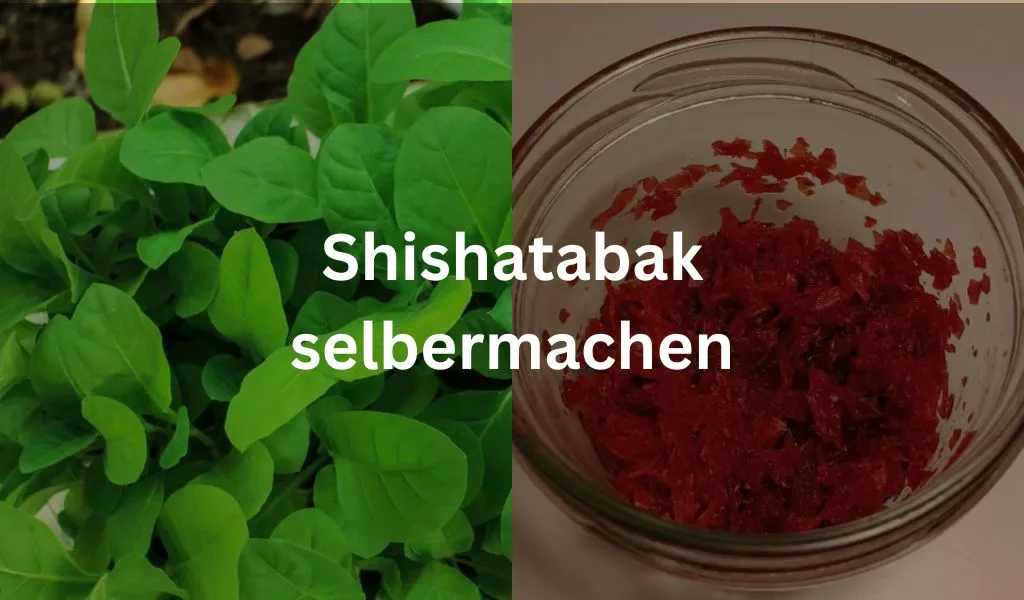 Die linke Hälfte des Bildes ist gefüllt mit jungen Tabakpflanzen und die rechte Hälfte mit fertigen Shisha-Tabak