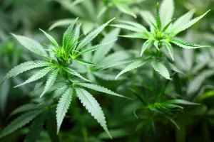 Cannabispflanzen