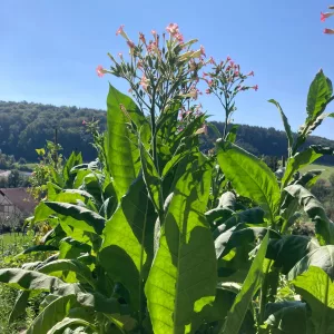 Blühende Tabakpflanze aus der Froschperspektive fotografiert