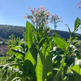 Blühende Tabakpflanze aus der Froschperspektive fotografiert