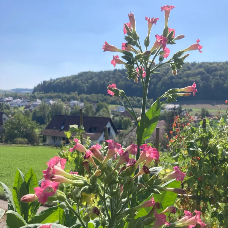 Blüte einer Tabakpflanze. Es bilden sich bereits Samenkapseln
