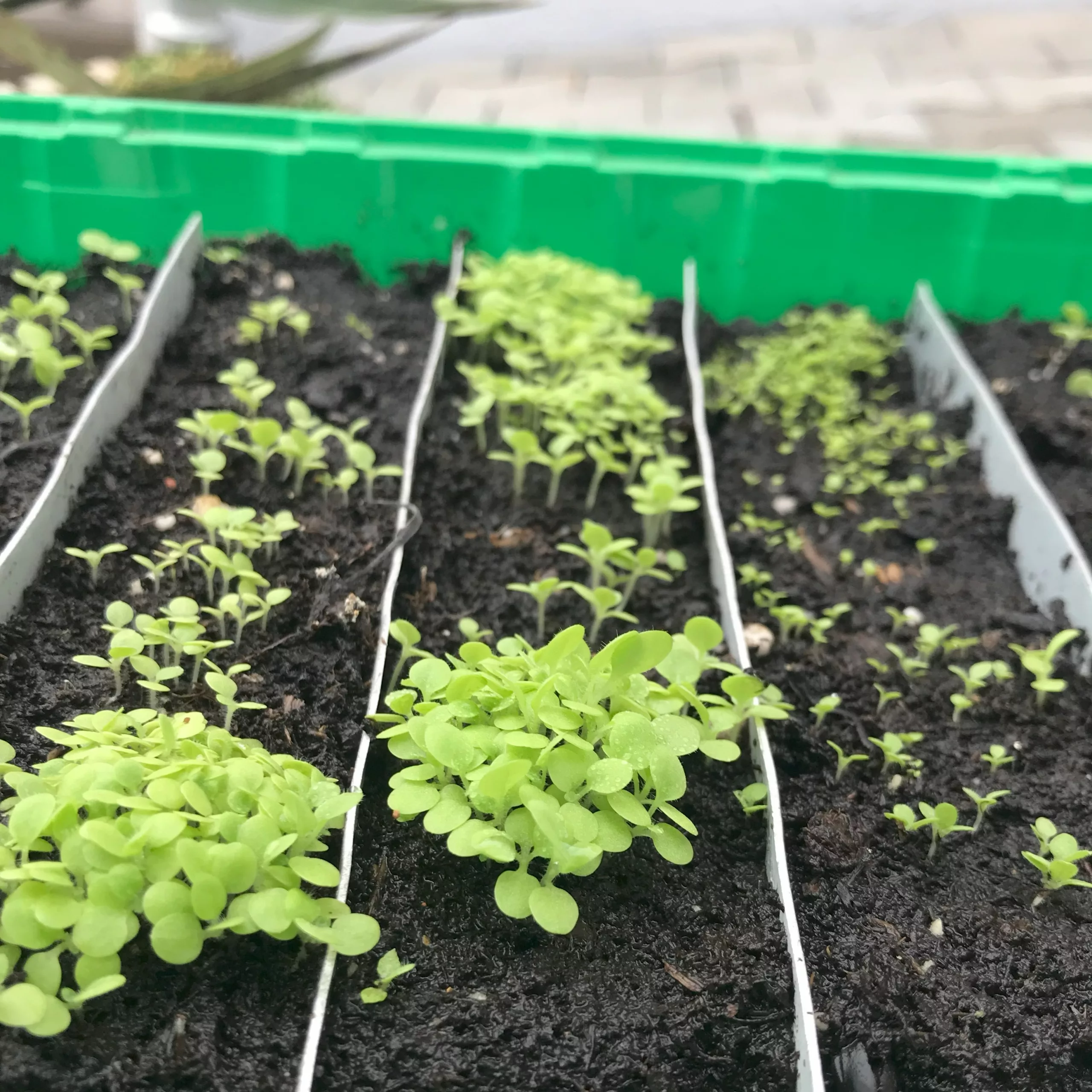 Tabaksamen nach der Keimung