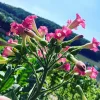 Tabakpflanze in der Blütephase. Die Blüte ist rosarot bis lila