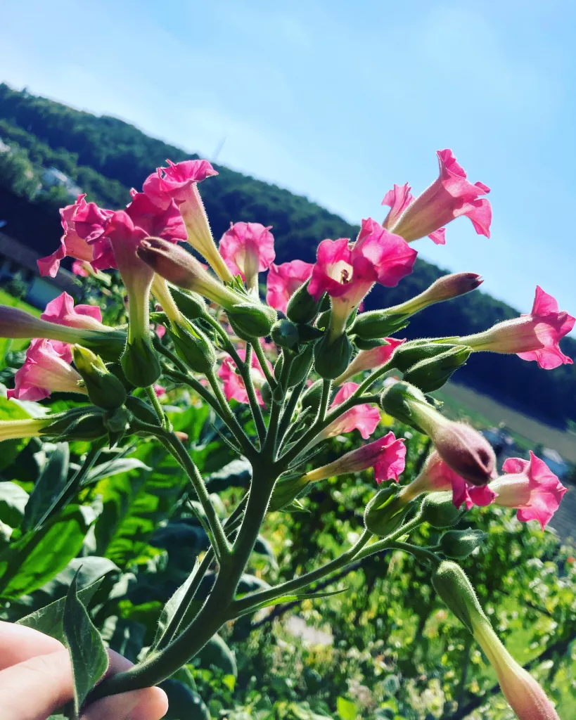 Tabakpflanze in der Blütephase. Die Blüte ist rosarot bis lila