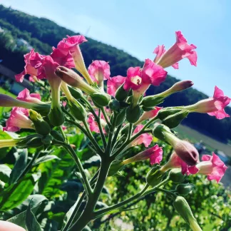 Tabakpflanze in der Blütephase. Die Blüte ist rosarot bis lila