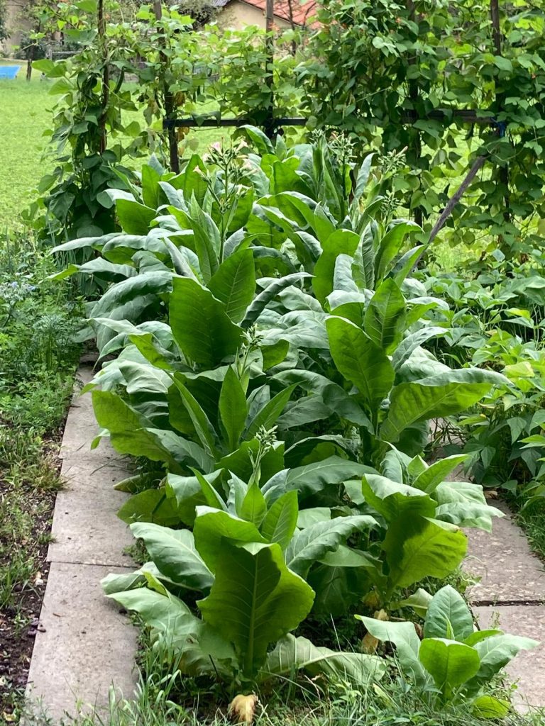 Tabakpflanze im Garten mit sattgrünen Blättern